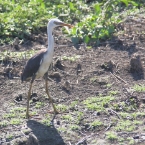 _800Mt Borradaile - Cooper Creek_5666_m_3_PiedHeron